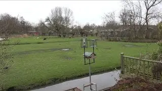 Team West - Pony mishandeld en overleden in Delft, politie zoekt getuigen