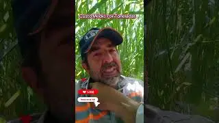A VERDADE Sobre Capim A&ccedil;u e Silagem de Milho que Ningu&eacute;m Conta. #capima&ccedil;u  #jersey #produtordeleite 