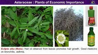 Asteraceae Family Economic Importance/ Plants of economic importance of compositae