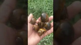 Snail#snail #insects #nature #insectsofinstagram