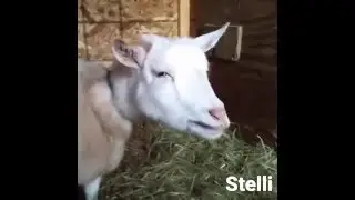 Stelli the talking goat