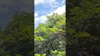 nee kaatru naan maram #nature #tamil #love #shorts #tamilsong #vijay #vijaysongstatus #meditation
