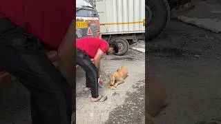 Feeding street dogs from 100 RS #shorts