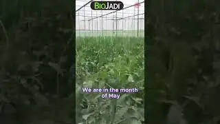 Discover the Magic of BioJadi  Transforming Tomato Trees in Cameron Highland!