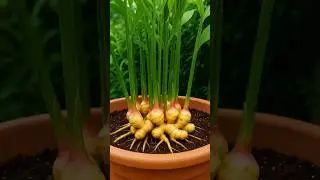 Top 10 POWERFUL PLANTS and Their Benefits 🌱🌿 #healthtips   #garden  #plants