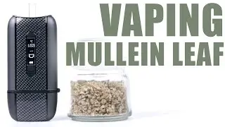 Vaping Mullein Leaf with the Ascent Vaporizer - You Can Vape What?!