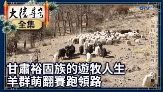 《完整版》揭甘肅裕固族的漂泊遊牧人生 羊群萌翻賽跑領路【@ctvchinatv  EP1945】