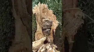 Gold Coins & Jewellery Found Under Trees#shorts#treasuretrove#viralvideo#ytshorts