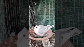 sentinet kabootar white baar #shorts #pigeon #kabootarlovers #blue #white 🙂🙂🙂🙂