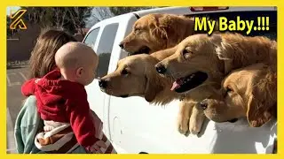 🐶👶 Adorable Dogs Can't Hold Back His Emotion At First Meeting His Baby Sister❤️