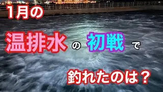 1月の温排水の初戦で釣れたのは？知多半島