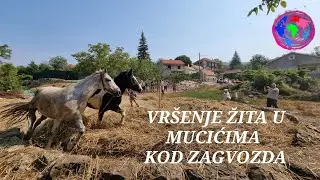 VRŠENJE ŽITA U MUCIĆIMA KOD ZAGVOZDA