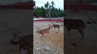 #shortvideo#deer,ross island