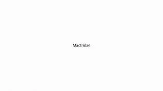 Mactridae PRONUNCIATION
