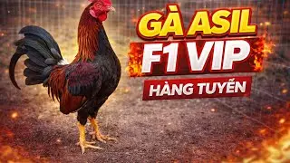 Cập Gà Asil F1 VIP | Hàng Tuyển Chất Lượng Cao