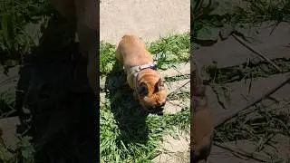 лето в деревне🌞 #французкийбульдог #собака #frenchbulldog #pets #shortvideo