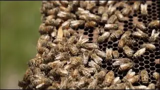 Sweet Georgia Honey (Episode 201 of 