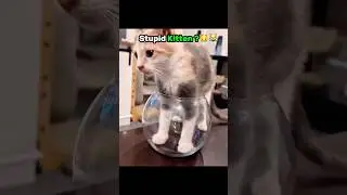 Kitten Fails 🐱😹 #cat #shorts #funny