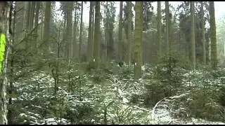 Holzwirtschaft in B&uuml;llingen