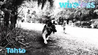 Off Leash Dog Training  PHONE PAGER ON THE COLLAR