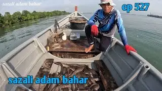 Karau rawai sembilang ep.527