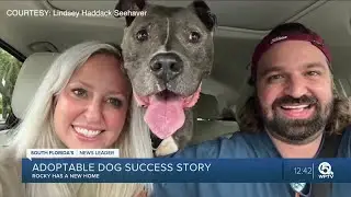 Sweet, senior dog Rocky at Palm Beach County animal shelter adopted