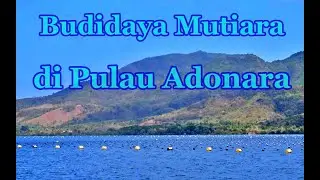 Budidaya Mutiara di Pesisir Pantai Selatan Pulau Adonara,Flores Timur