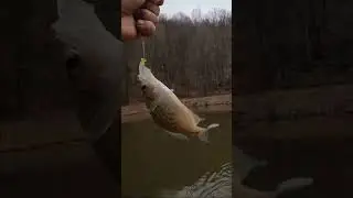 REAL Fishing From The Bank In Winter! | How Do You Fish? #shorts  #fishing