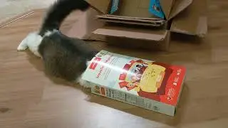 kitten tries to fit inside cereal box