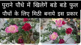 पुराने पौधों में खिलेंगे बडे़ बडे़ फूल, पौधों के लिए मिट्टी बनाये ईस प्रकार #garden#rosecaring 