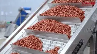 Spicy Peanut Making Machine|Peanut Fryer Production Line
