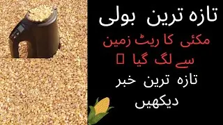 New Makki Rate today 2023 Galla Mandi haveli lakha | Maize Prices 2023 agriculture shop
