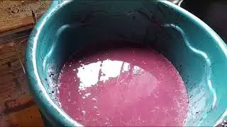 Extraindo polpa de açaí em Jaqueira Pernambuco