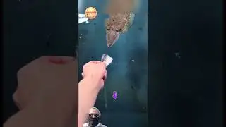 BEGINI CARA CUMI CUMI MAKAN  | MANCING CUMI 🦑 #fishing #shortvideo #mancing