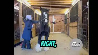 Yielding the Horses Hind End Towards you. 