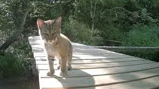 Wild Bobcat Kittens Playing