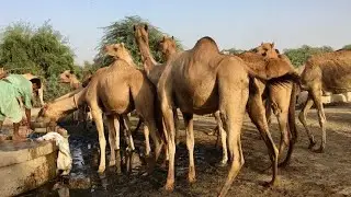 Camel watering | Camels drinking water | at tubwell |Camel bell sounds |thirsty camel |camel farming