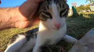 White Tabby Cat Sprawling On The Grass
