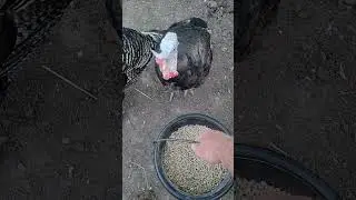 Barnyard antics