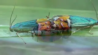 Tanla Macro LENS ML28