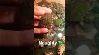 #turtle #turtlevideos #babyturtle #redearedslider #turtlefeeding #Tortoise #turtles