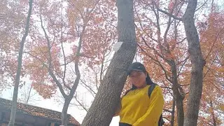 sweet gums wood(maple tree)