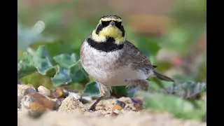 Shorelarks