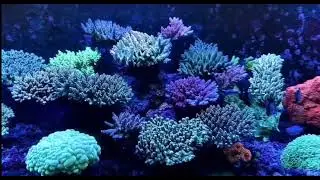 6 Keloray AE200 aquarium lights#aquarium #aquariums #aquariumlife #aquariumhobby #aquariumtank