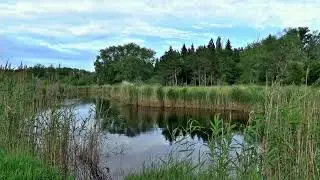 Green Nature - NCV | 0024 | Creative Commons | No Copyright Videos