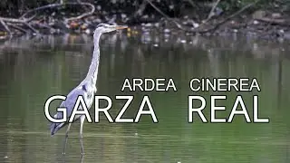 GARZA REAL||Ardea cinerea||Una de las garzas de mayor tama&ntilde;o.