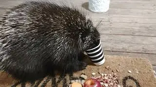 Chonkers loves cup