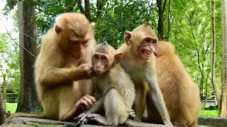 Little monkey Dora cries loudly while Sovanna take care all abandoned monkey