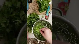 Removing Cilantro leaves from the stem.