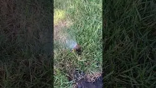 Finding Buried Lawn Sprinkler Spray Heads #shorts #lawnsprinklers #lawncare #sprinklerirrigation
